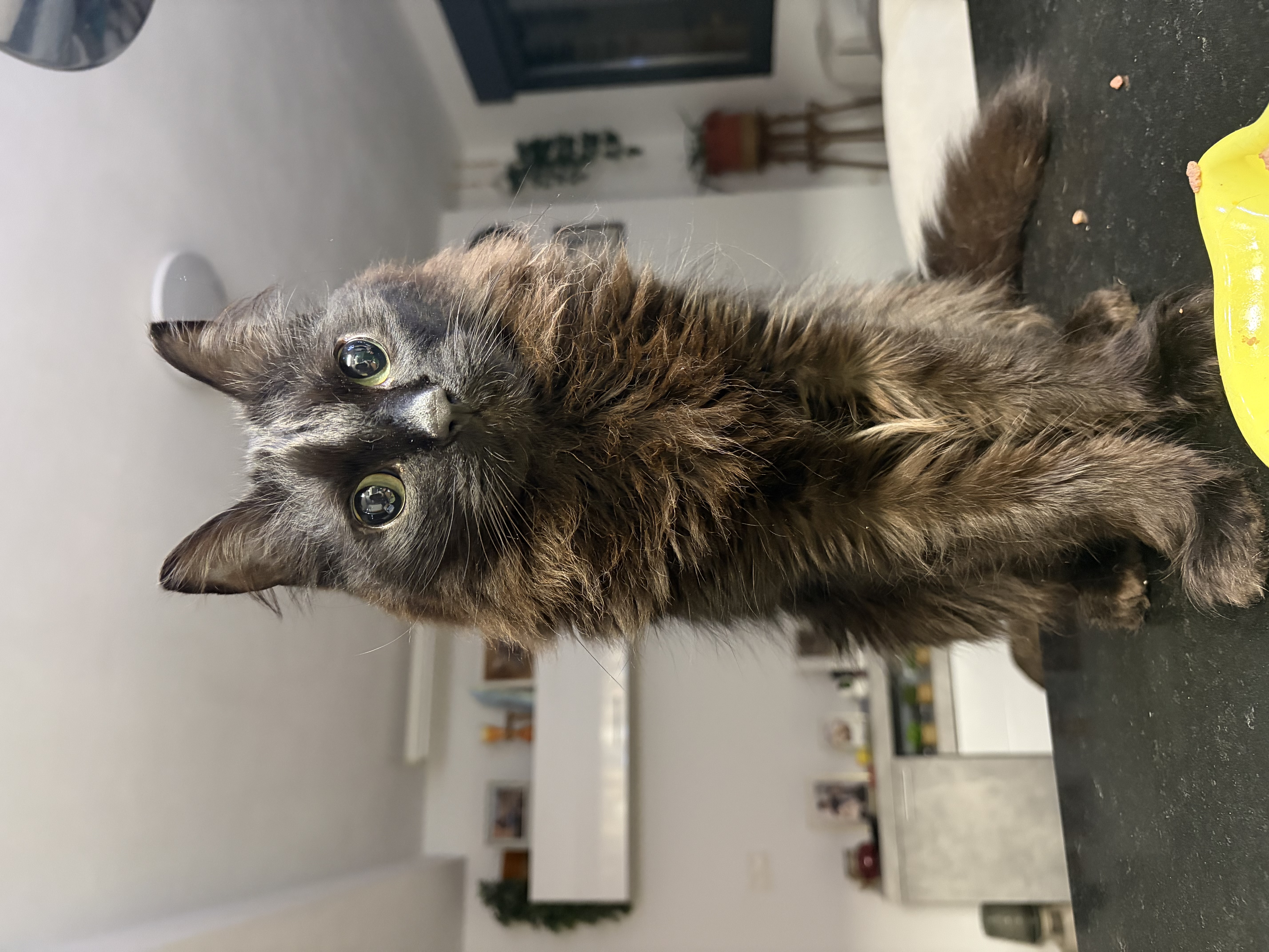 Ryuk, el gato que nos encontró en el pueblo